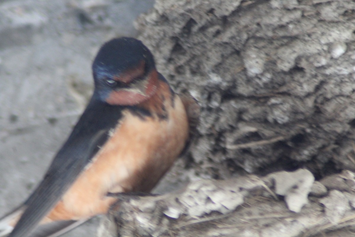 Barn Swallow - Brittany Comeau