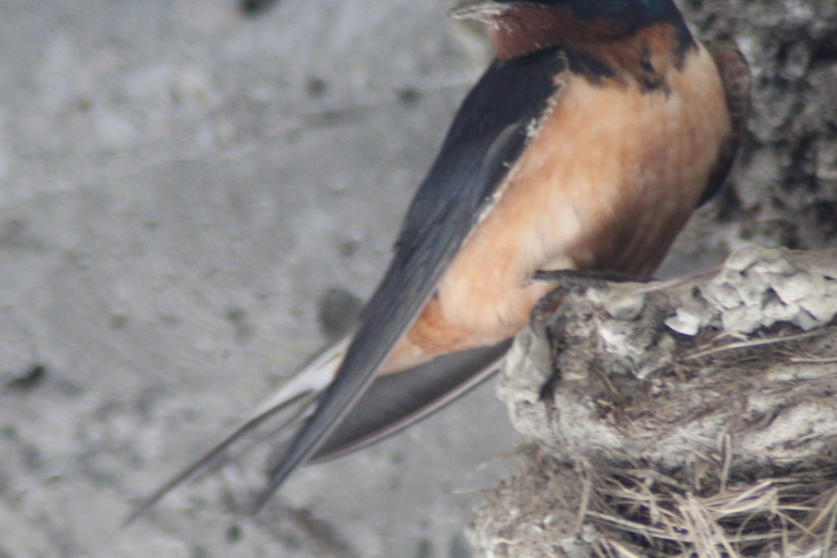 Barn Swallow - Brittany Comeau
