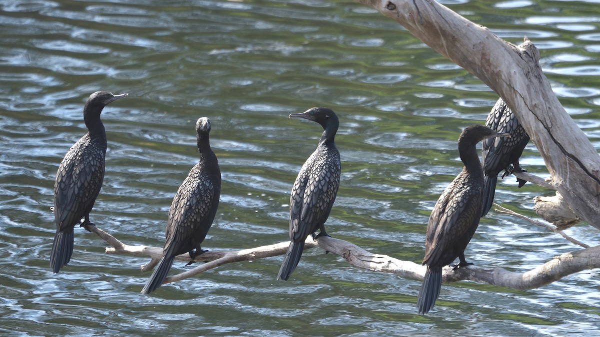 Little Black Cormorant - ML619337367