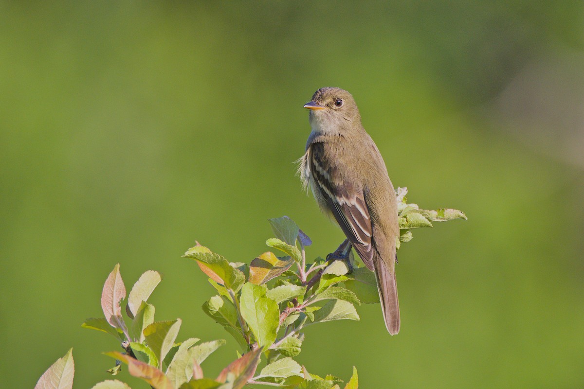 Alder Flycatcher - ML619337371