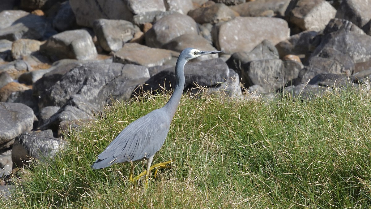 White-faced Heron - Elaine Rose