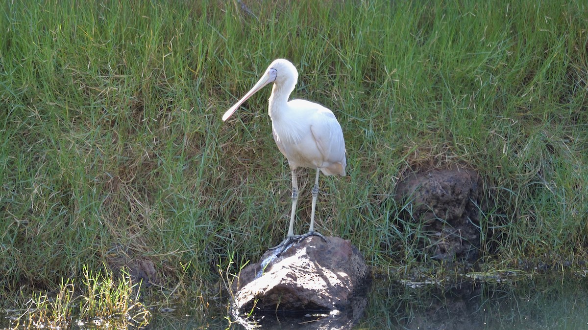 Yellow-billed Spoonbill - Elaine Rose