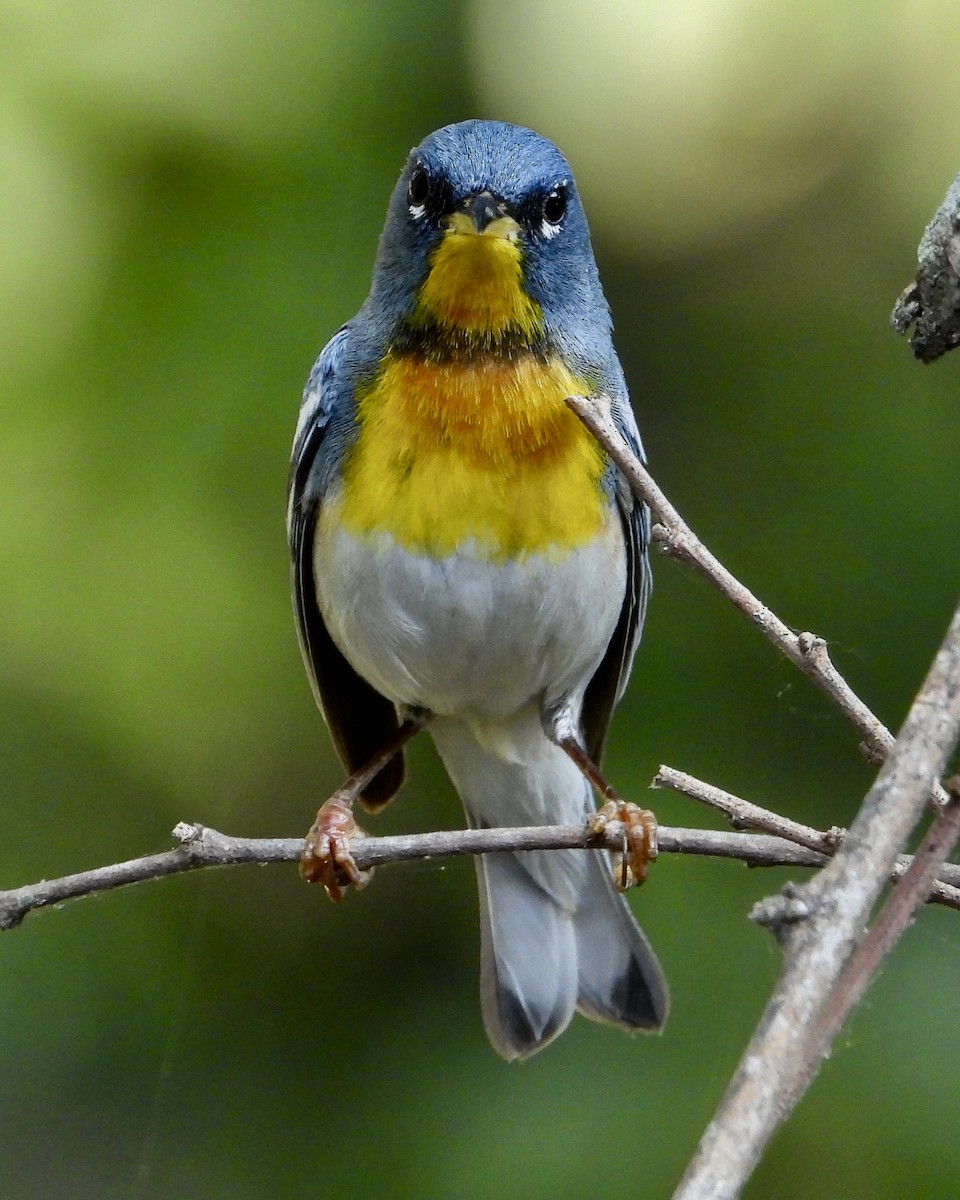 Northern Parula - ML619337397