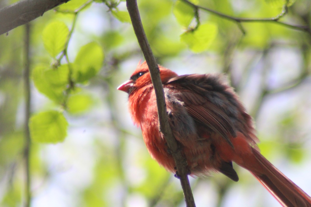 Northern Cardinal - Brittany Comeau