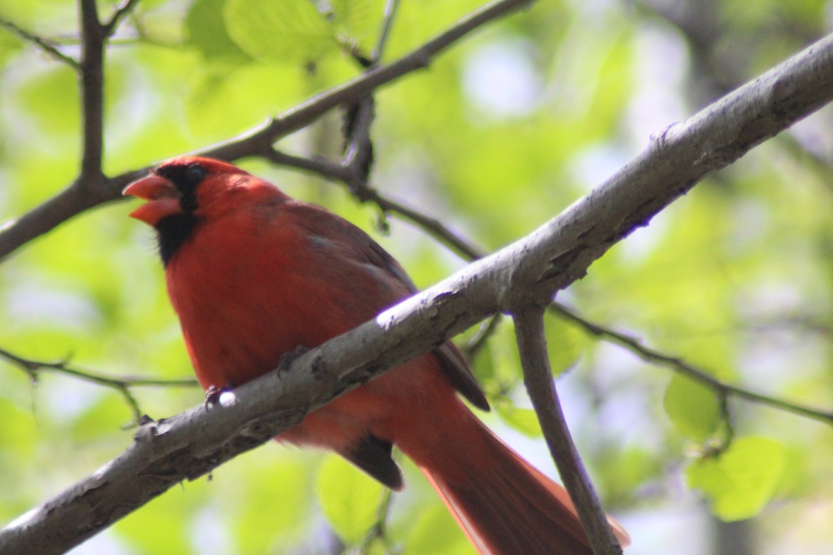 Northern Cardinal - Brittany Comeau