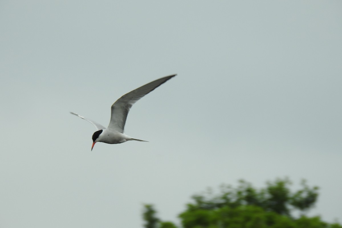 Common Tern - Peter Hines