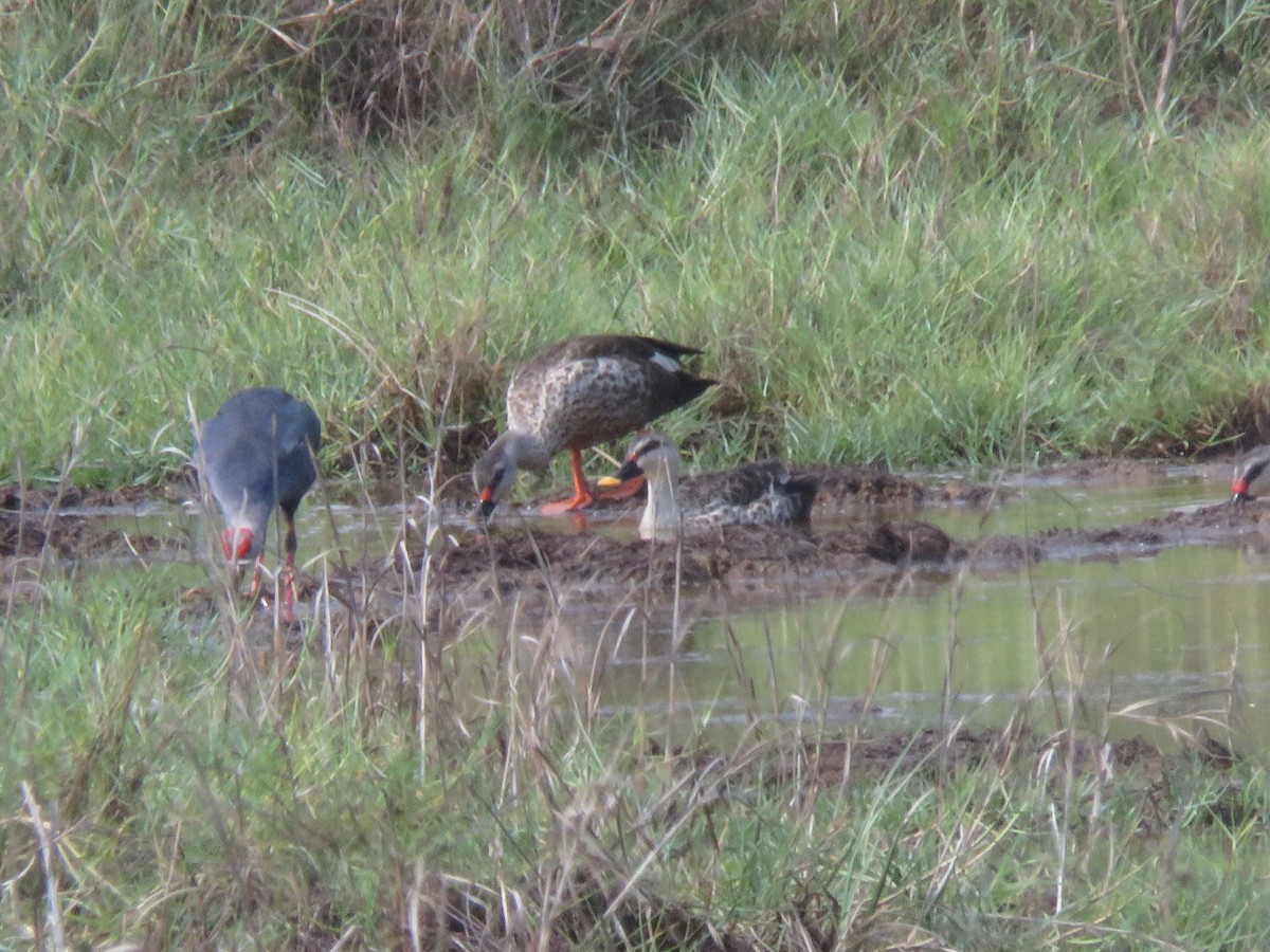 Indian Spot-billed Duck - paresh gosavi