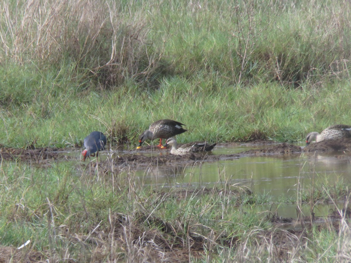 Indian Spot-billed Duck - paresh gosavi