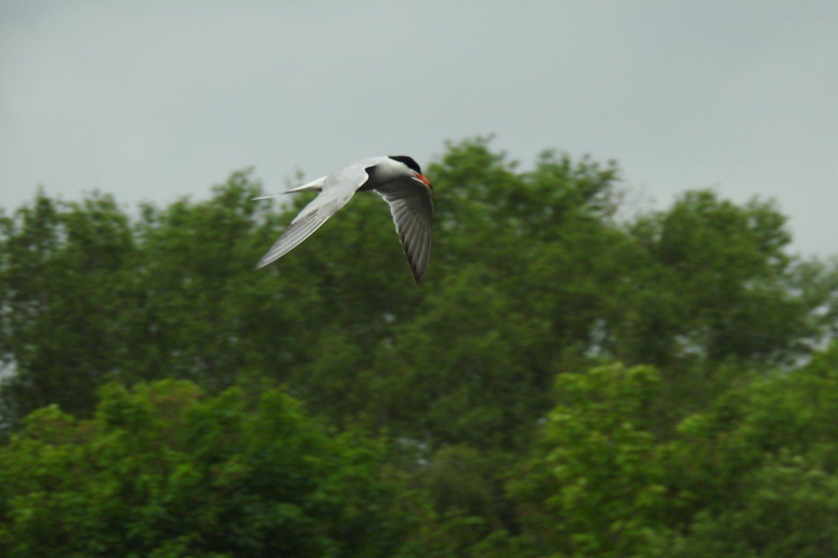 Common Tern - Peter Hines