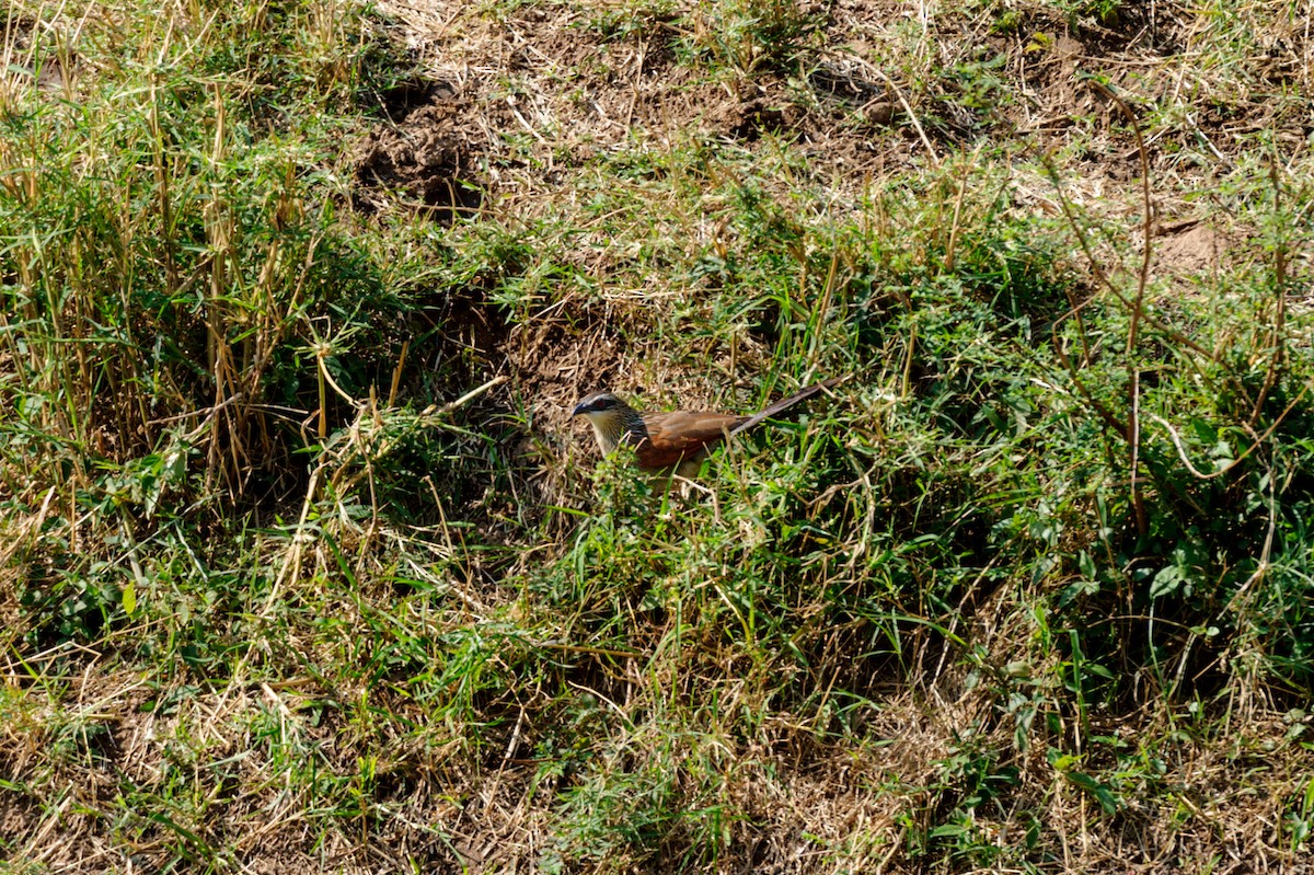 Coucal à sourcils blancs - ML619337448