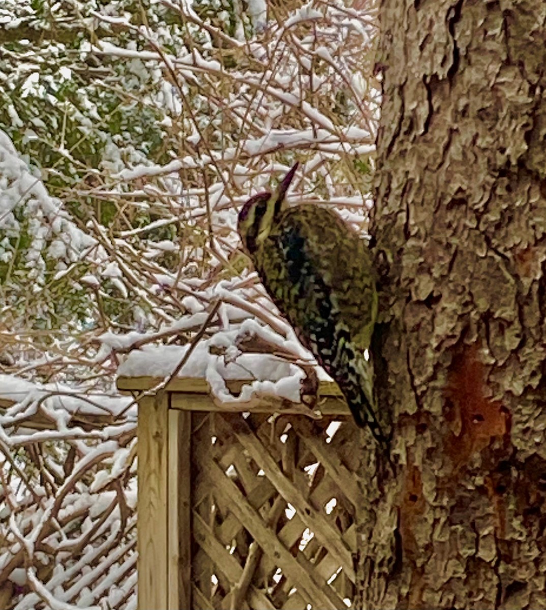 Yellow-bellied Sapsucker - Joan Mashburn