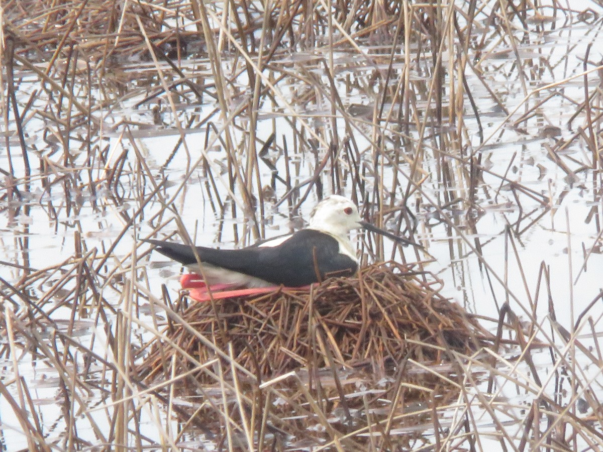 Black-winged Stilt - paresh gosavi