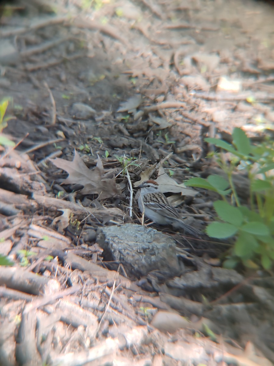 Chipping Sparrow - Santhosh D T