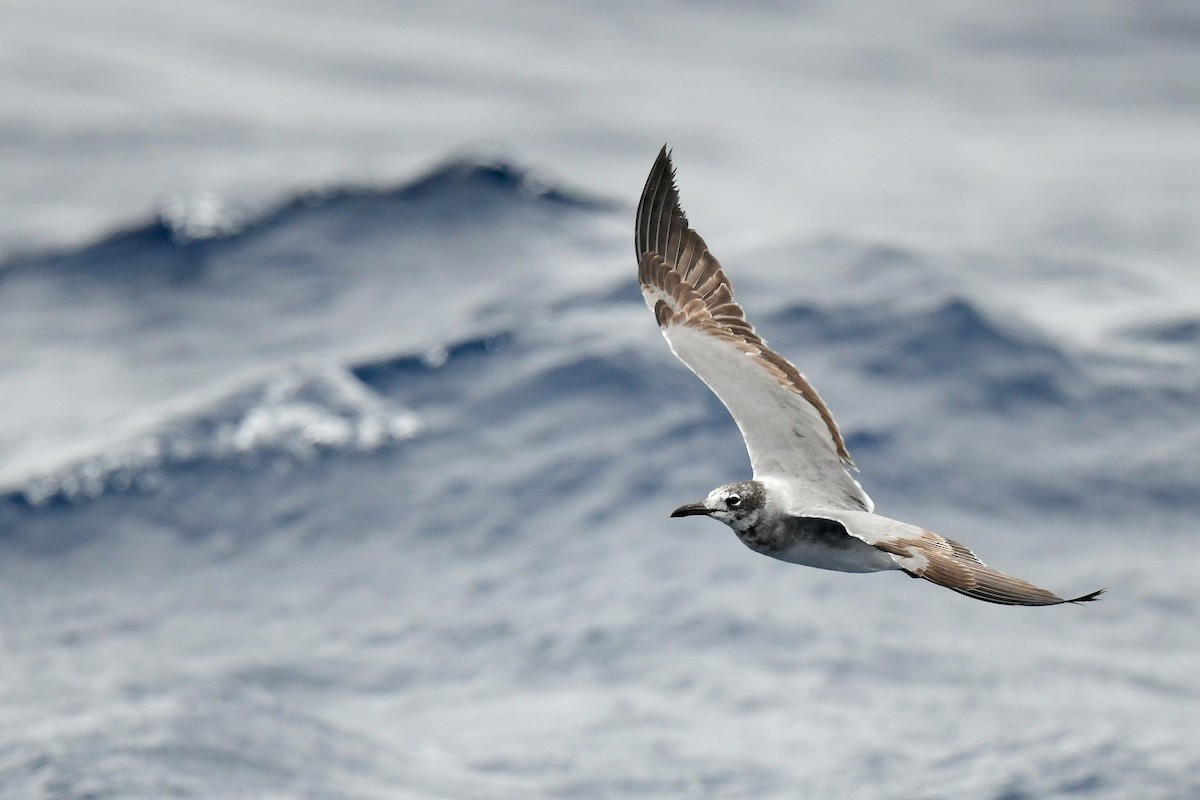 Laughing Gull - ML619337494