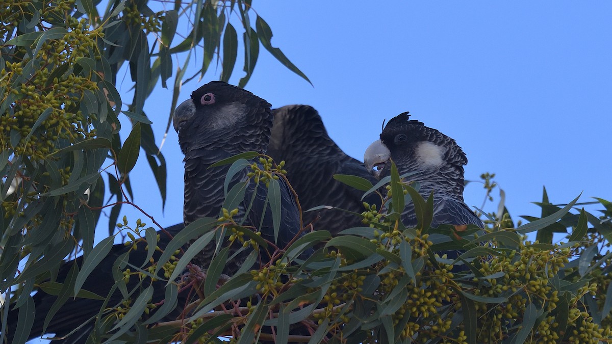 Carnaby's Black-Cockatoo - Elaine Rose