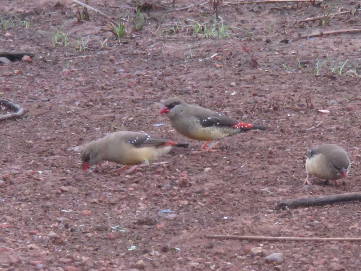 Red Avadavat - paresh gosavi