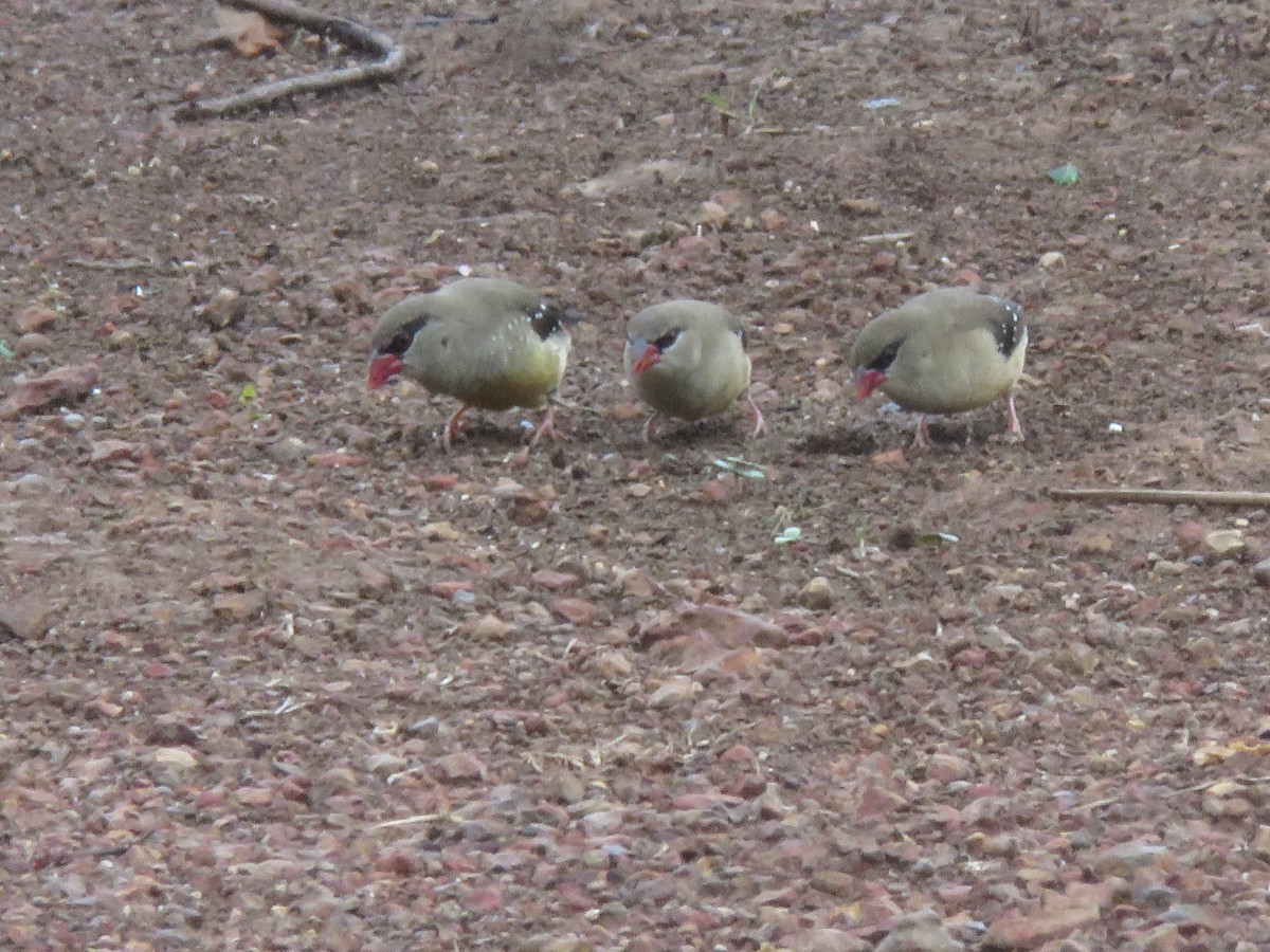 Red Avadavat - paresh gosavi