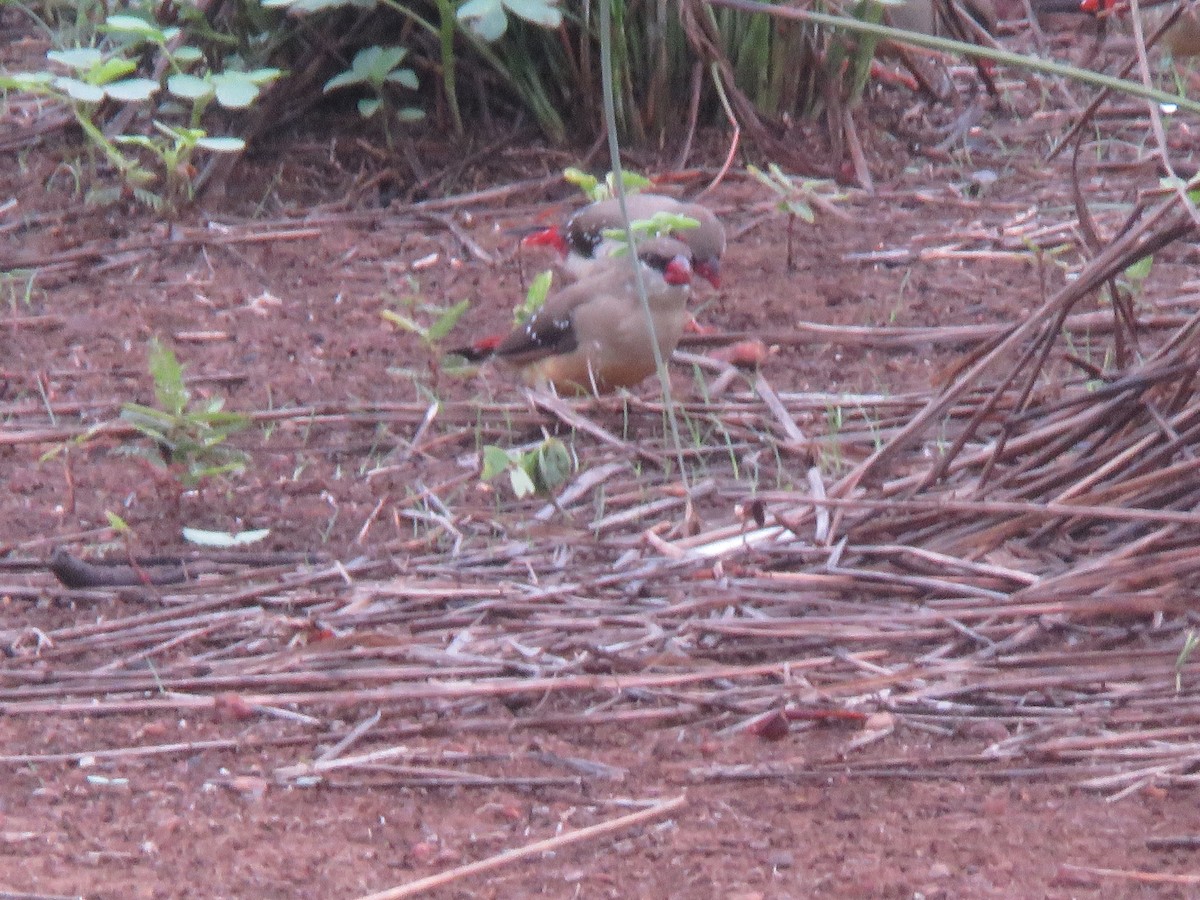 Red Avadavat - paresh gosavi