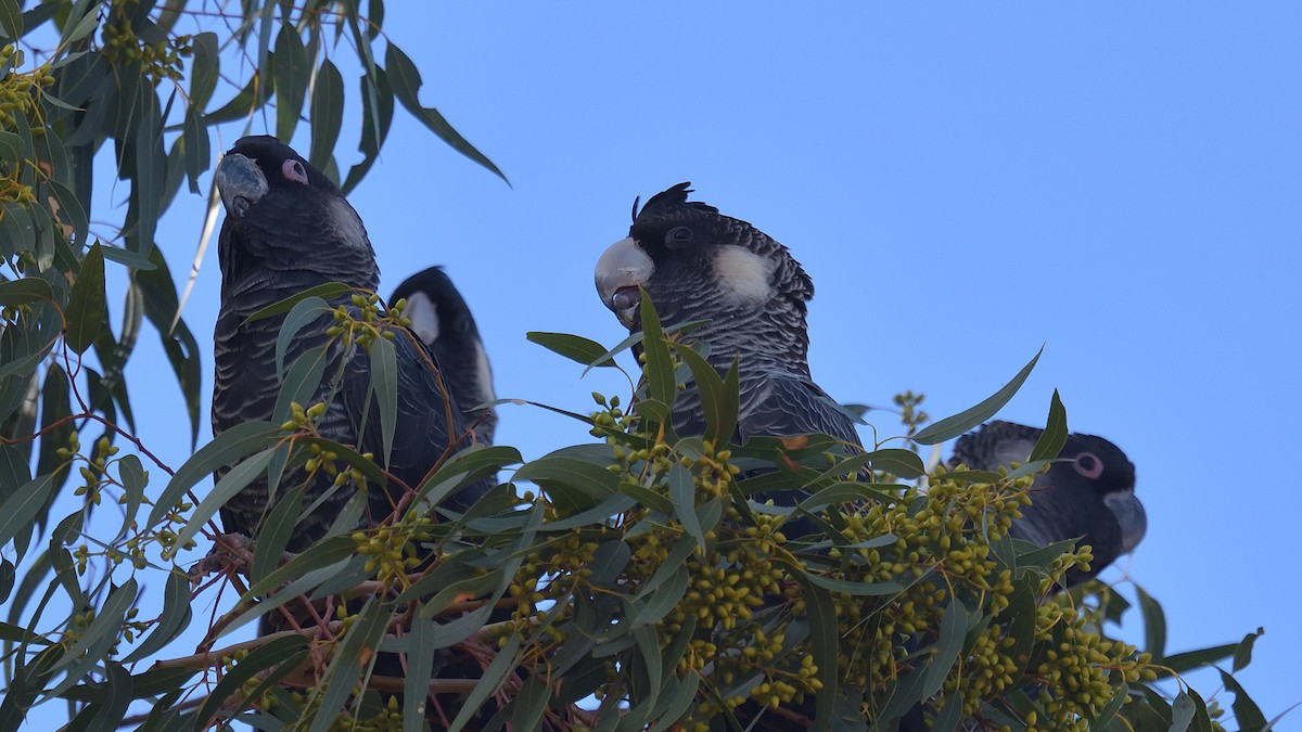 Carnaby's Black-Cockatoo - Elaine Rose