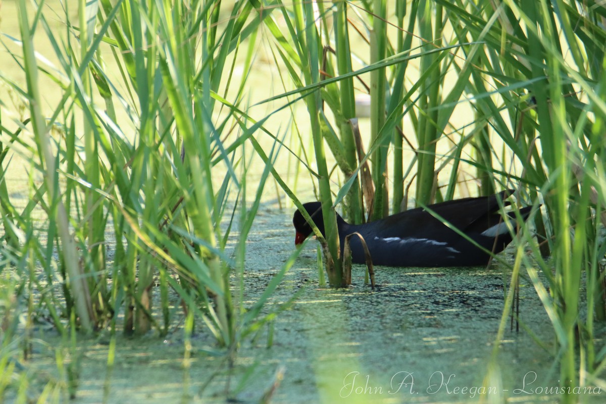 Common Gallinule - ML619337510