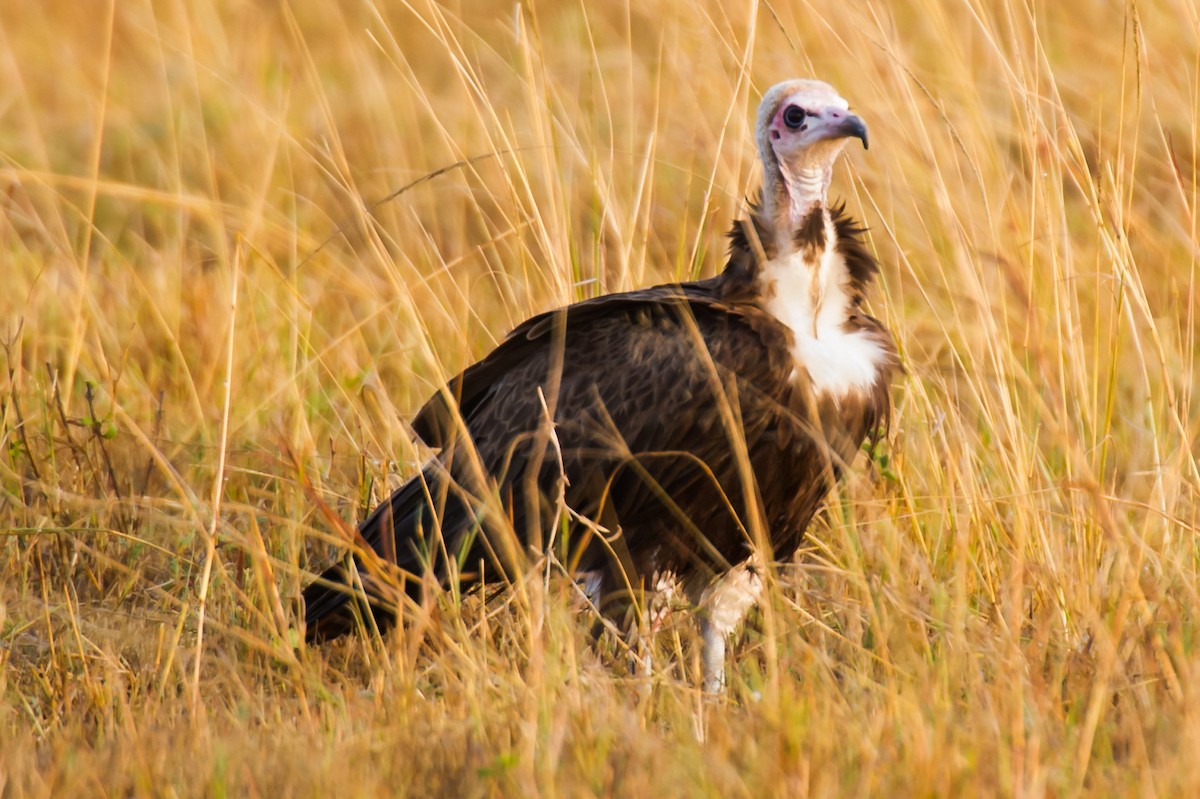 Hooded Vulture - ML619337522