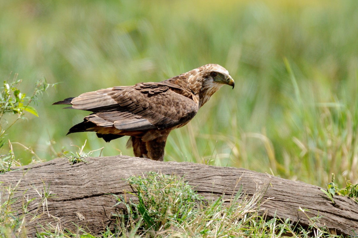 Tawny Eagle - Prashant Tewari