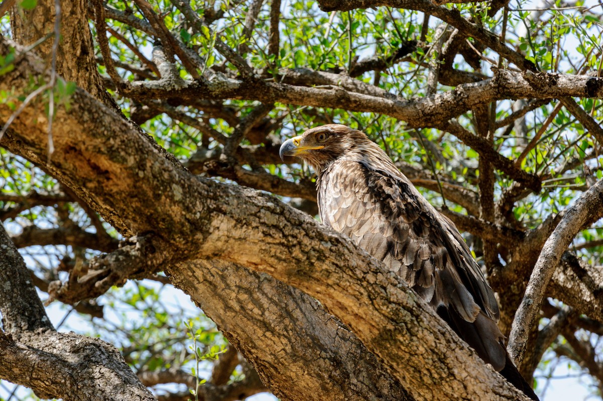 Tawny Eagle - Prashant Tewari