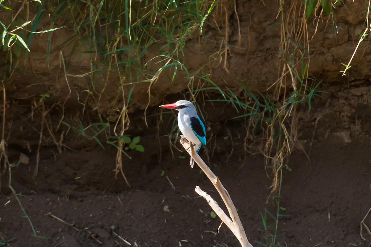 Gray-headed Kingfisher - ML619337561