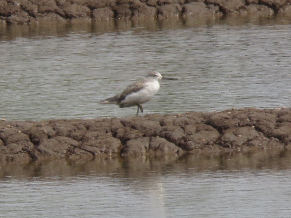 Common Greenshank - paresh gosavi