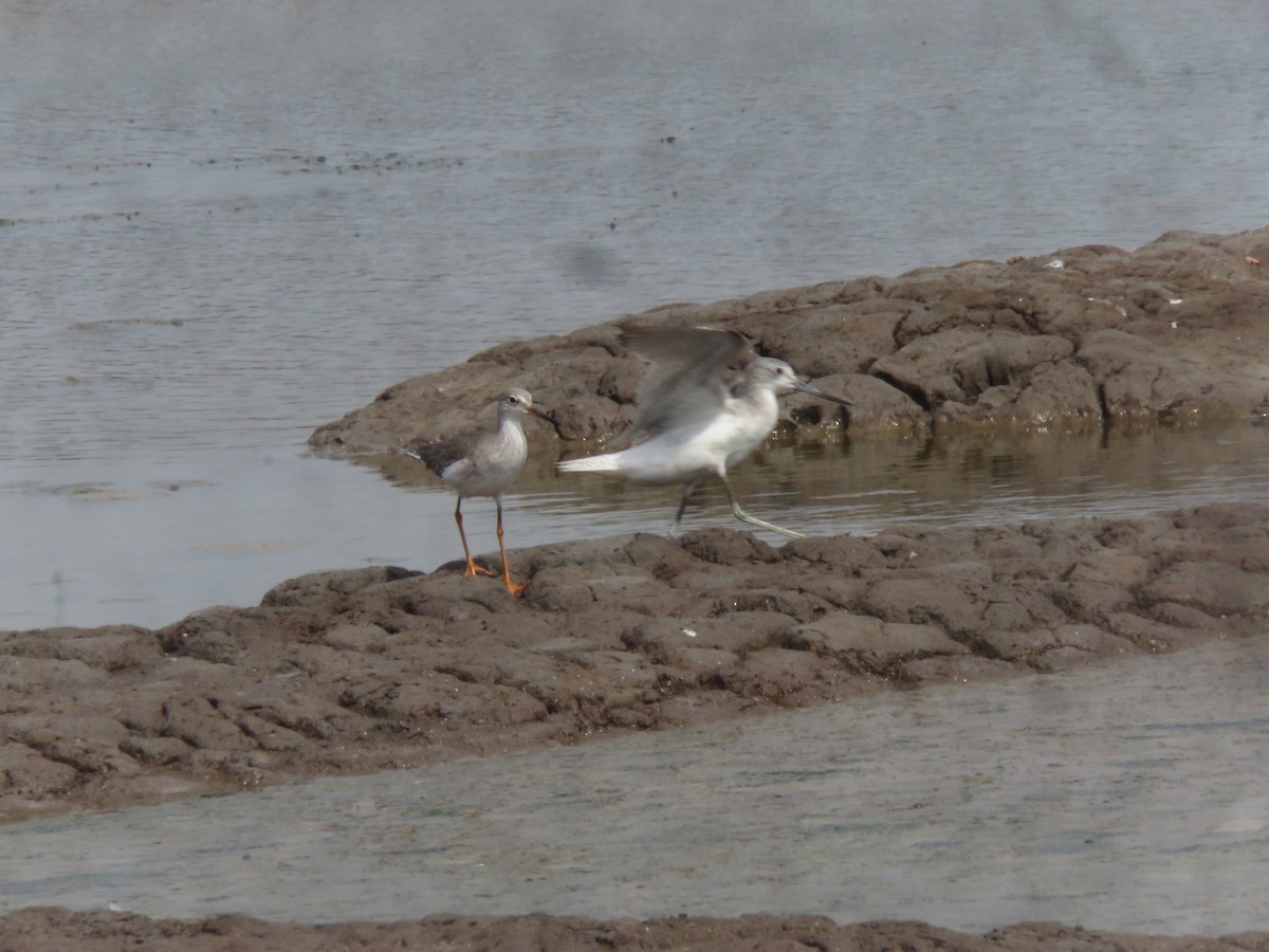 Common Greenshank - paresh gosavi