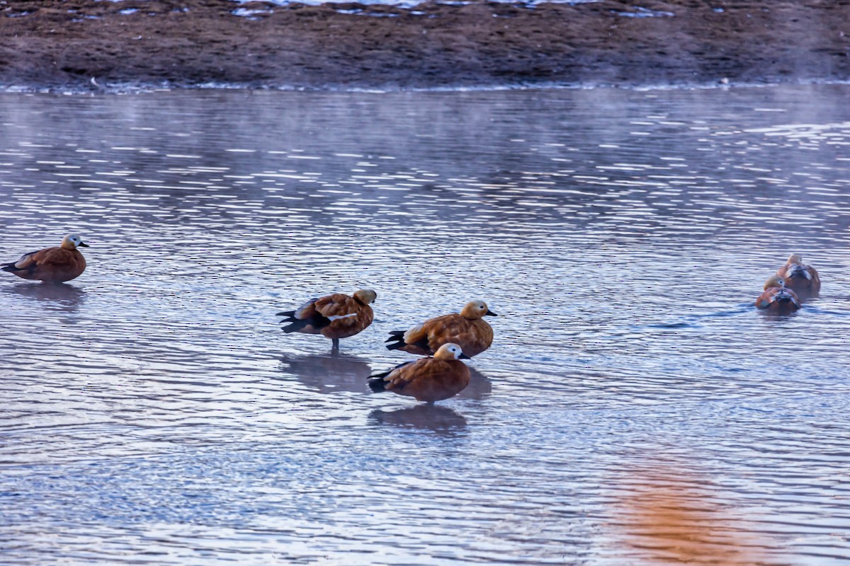 Ruddy Shelduck - ML619337581