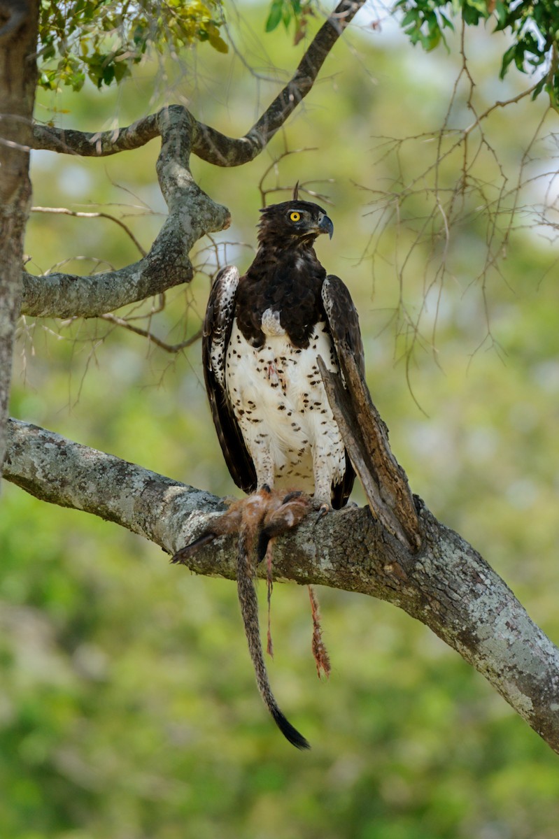 Martial Eagle - Prashant Tewari