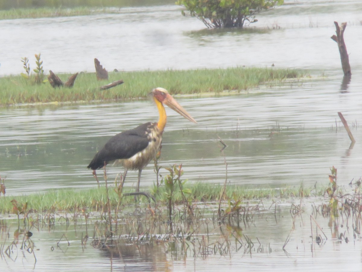 Lesser Adjutant - paresh gosavi