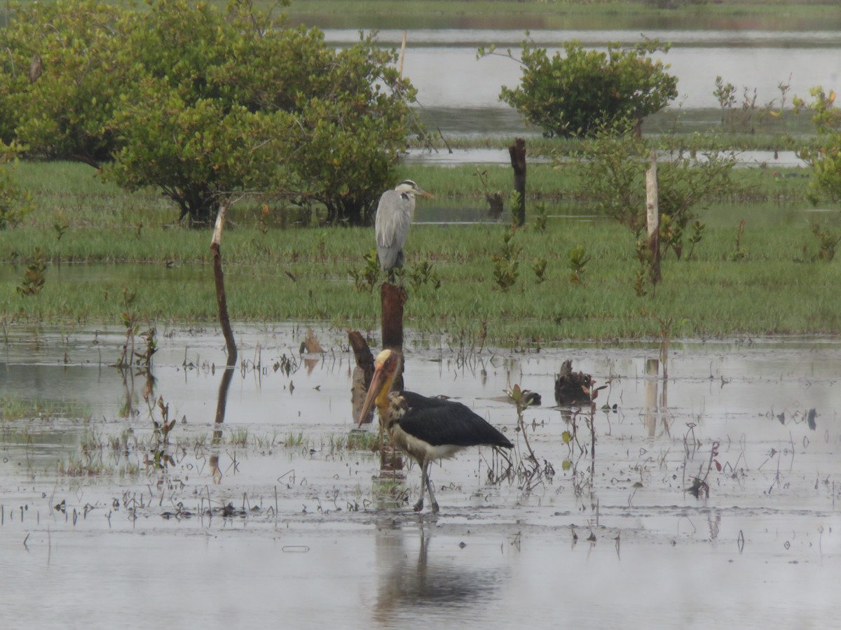 Lesser Adjutant - paresh gosavi