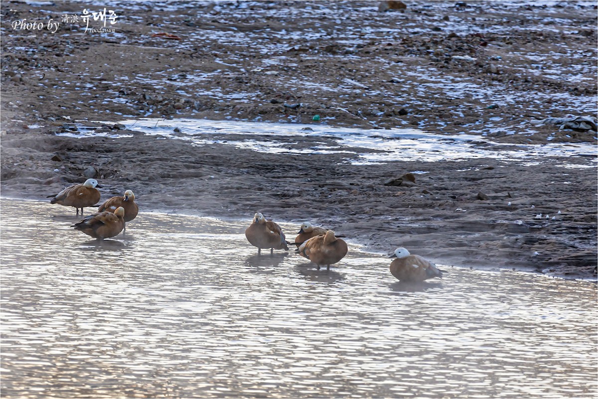 Ruddy Shelduck - ML619337609