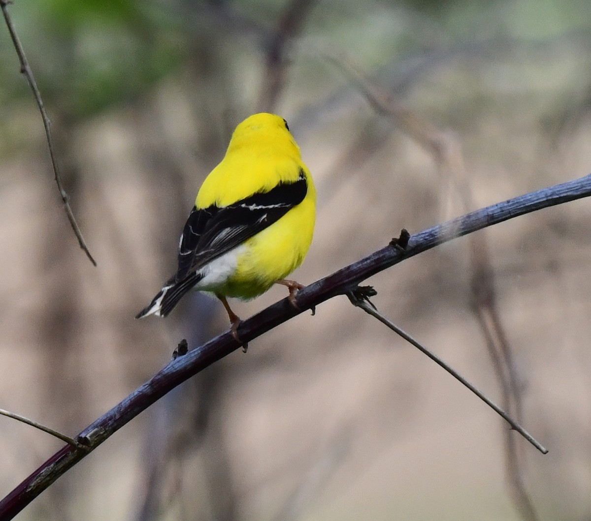 American Goldfinch - Kristen Cart