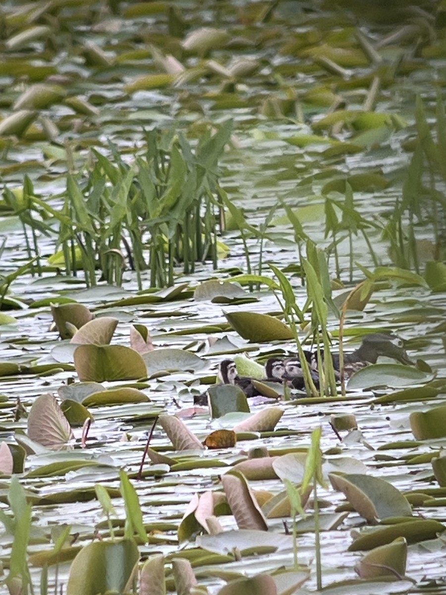 Wood Duck - ML619337630