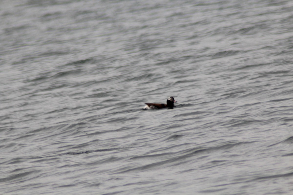 Long-tailed Duck - ML619337648