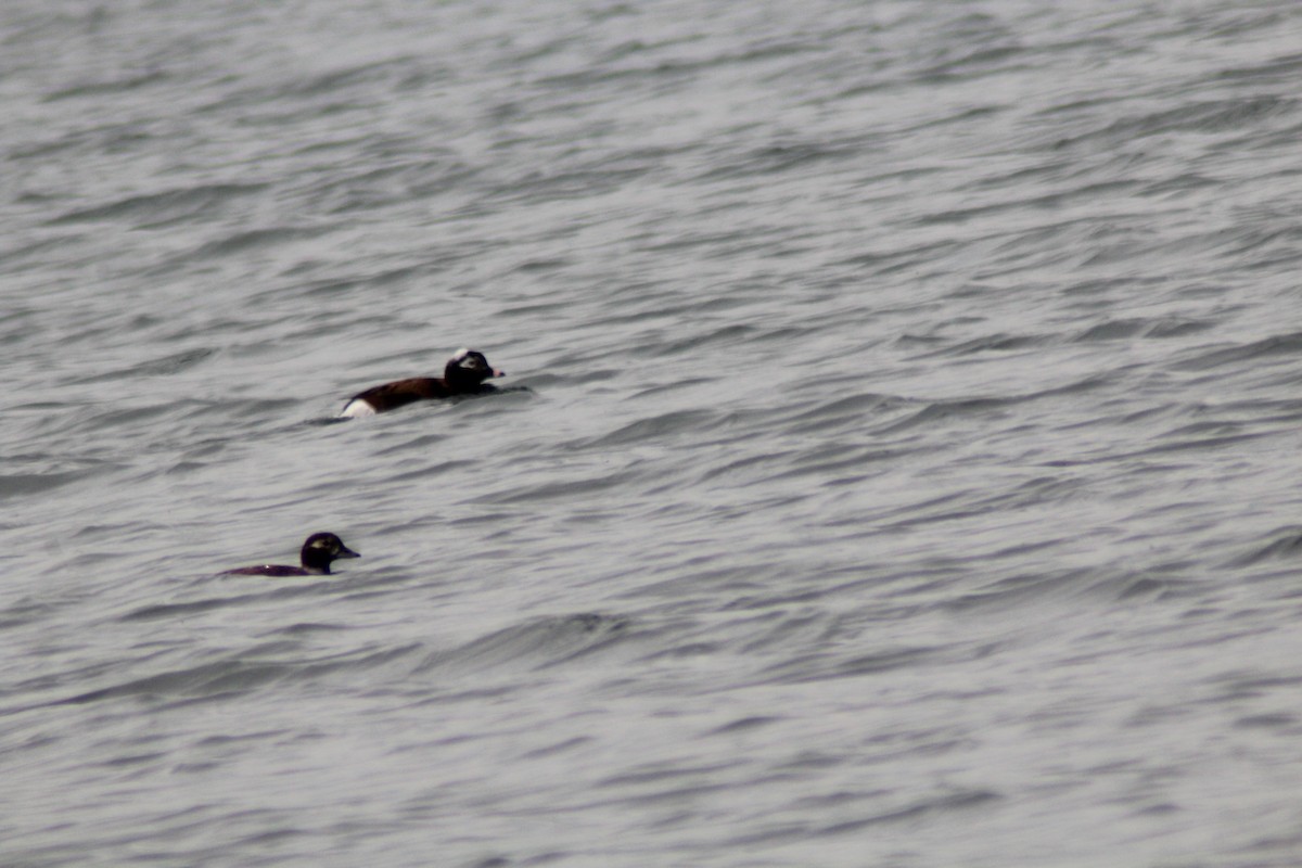 Long-tailed Duck - ML619337649