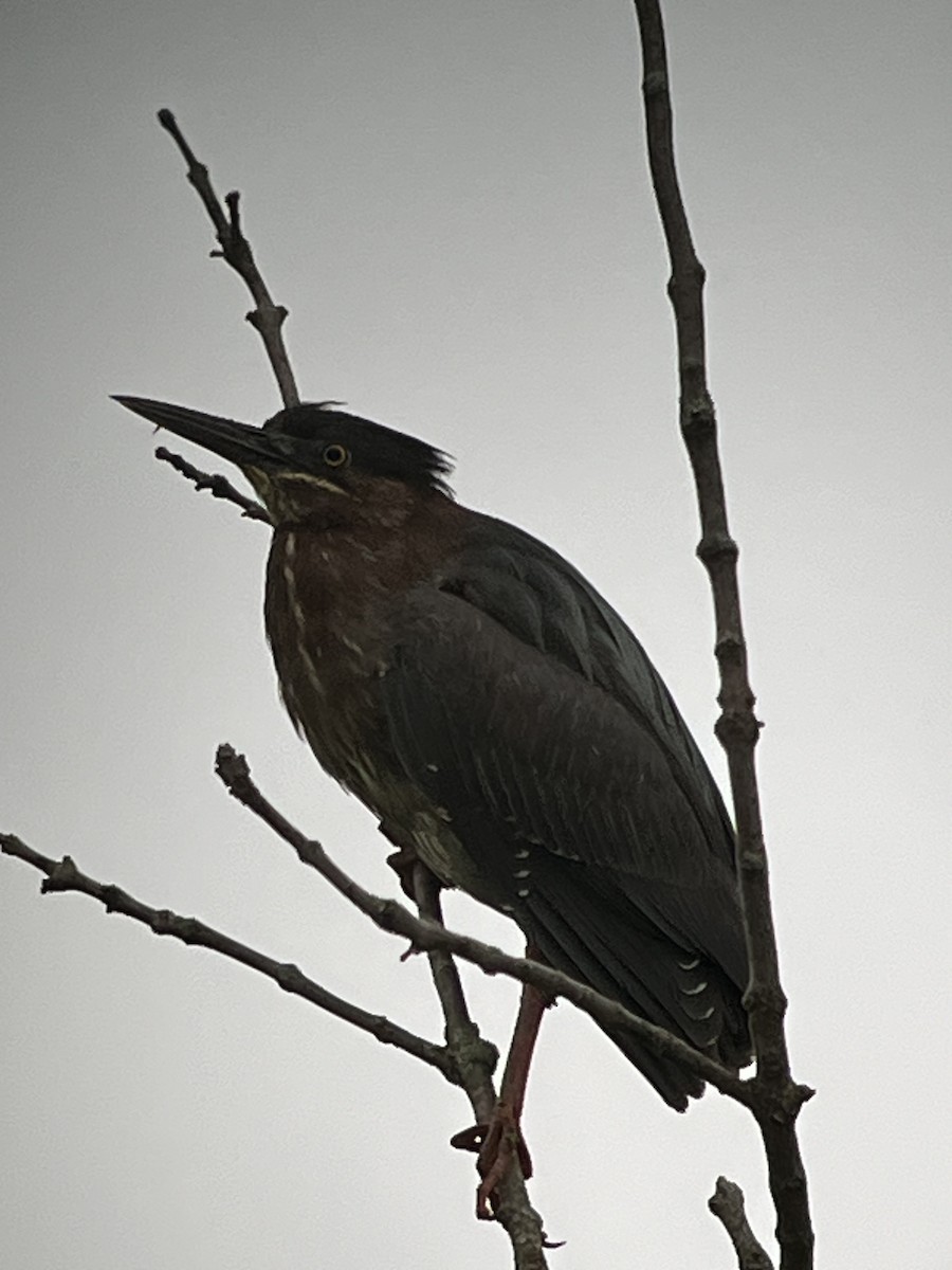 Green Heron - Peter Grose