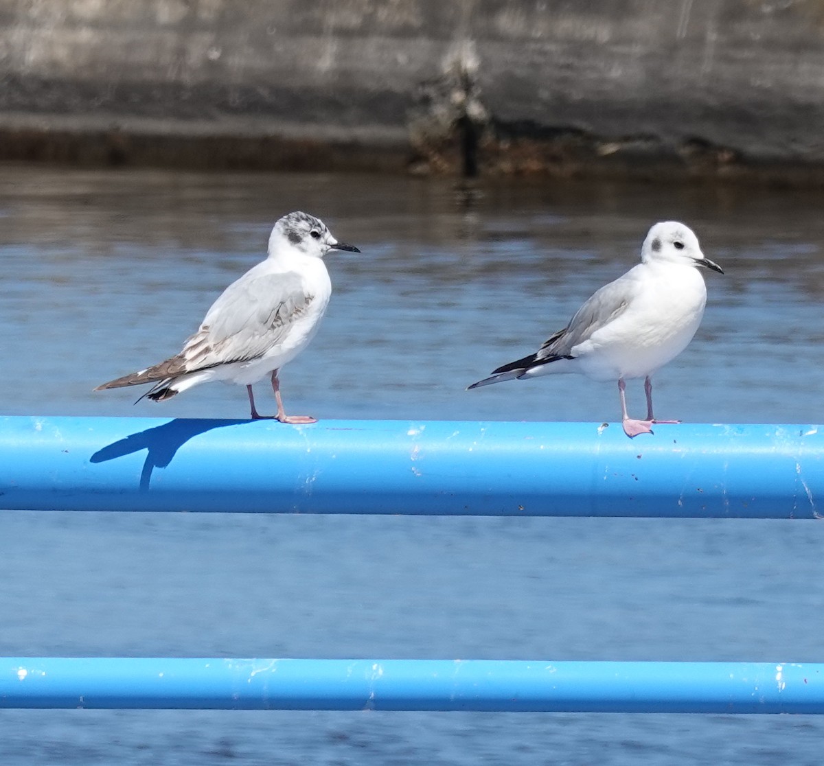 Bonaparte's Gull - ML619337659