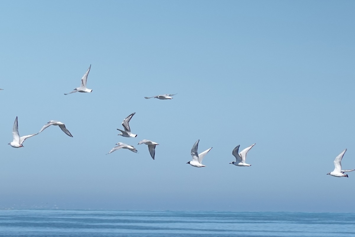 Bonaparte's Gull - Judith Huf