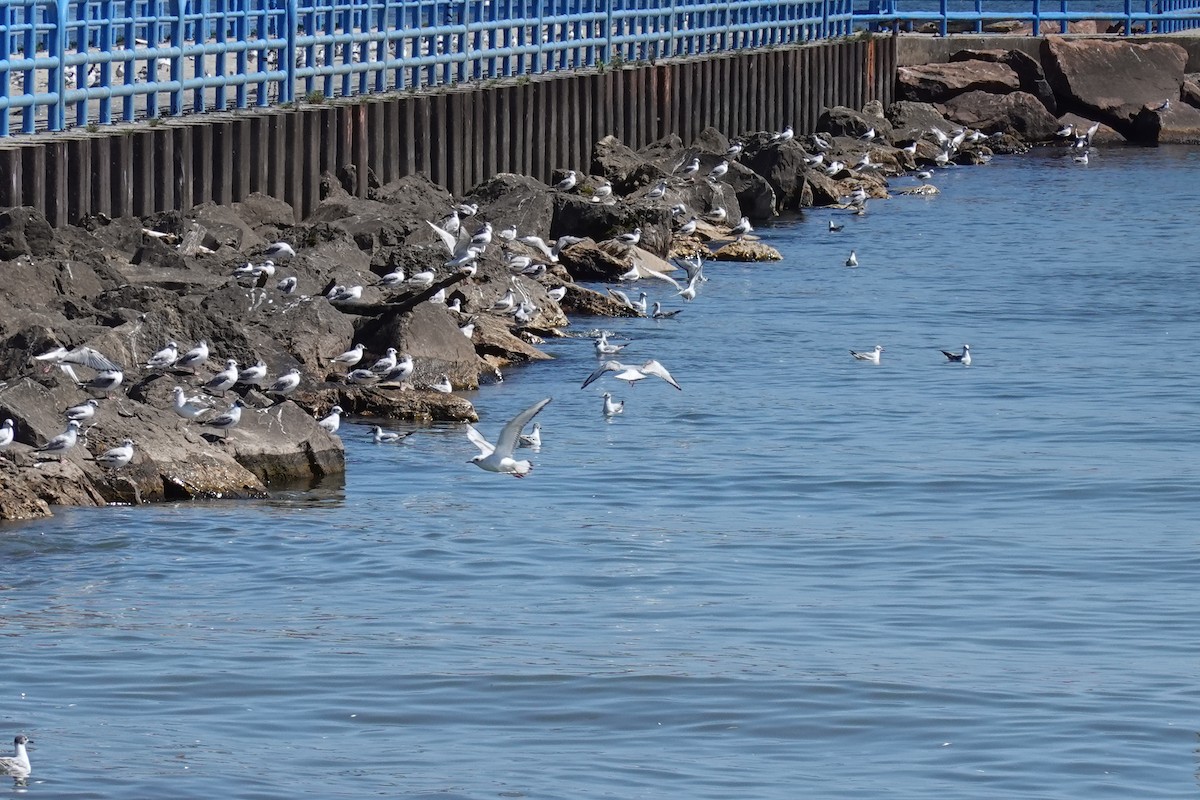 Bonaparte's Gull - Judith Huf