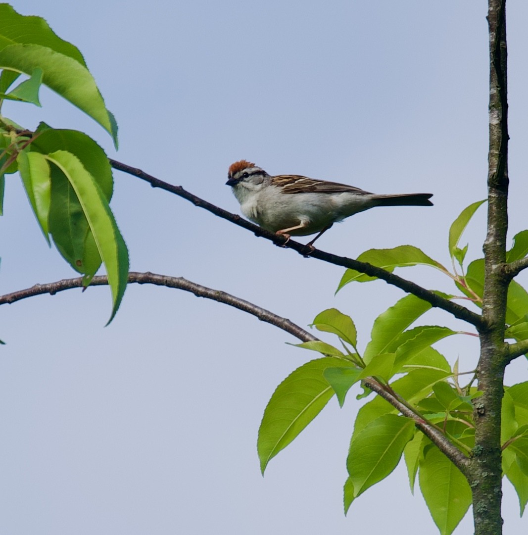 Chipping Sparrow - ML619337676