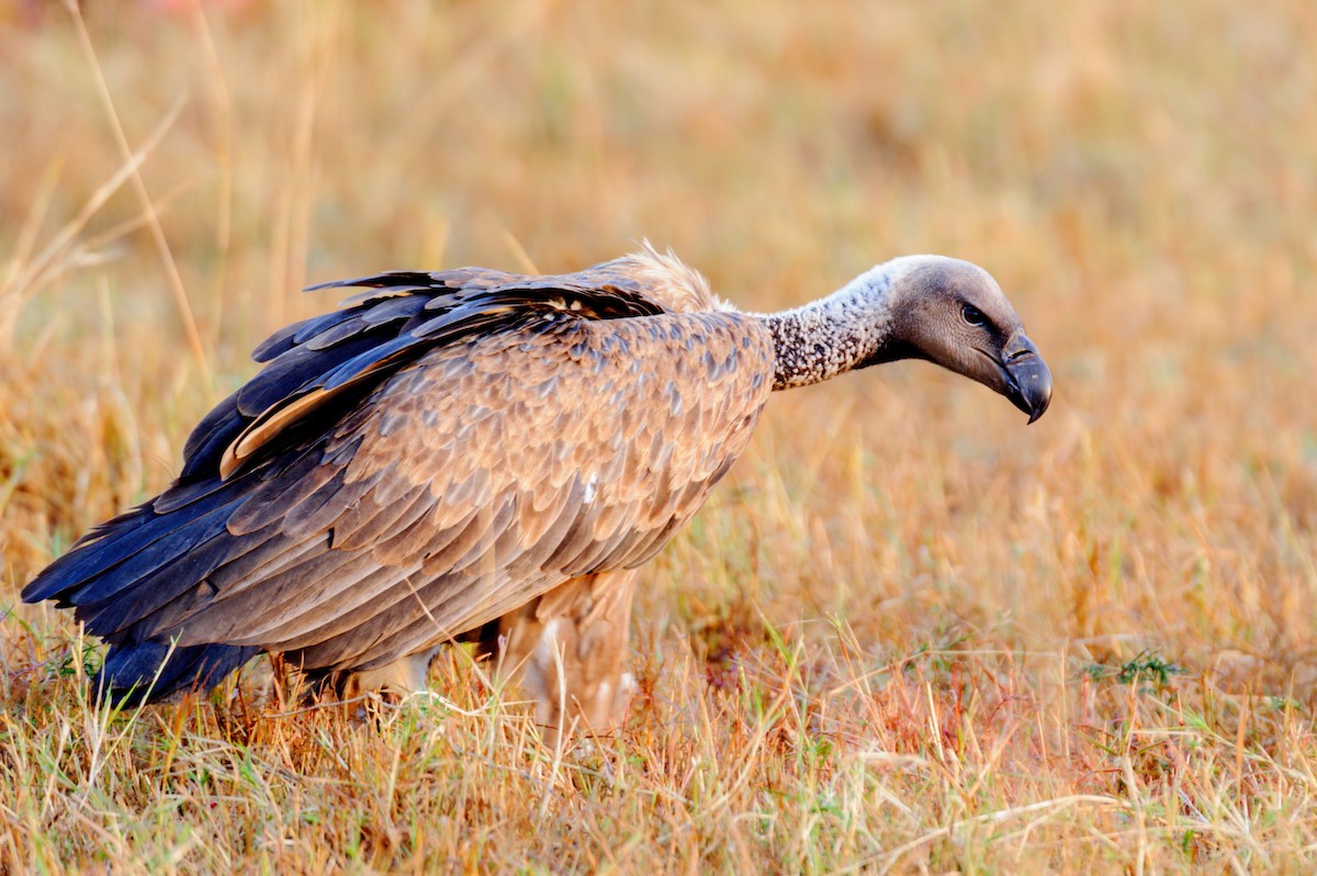 White-backed Vulture - Prashant Tewari
