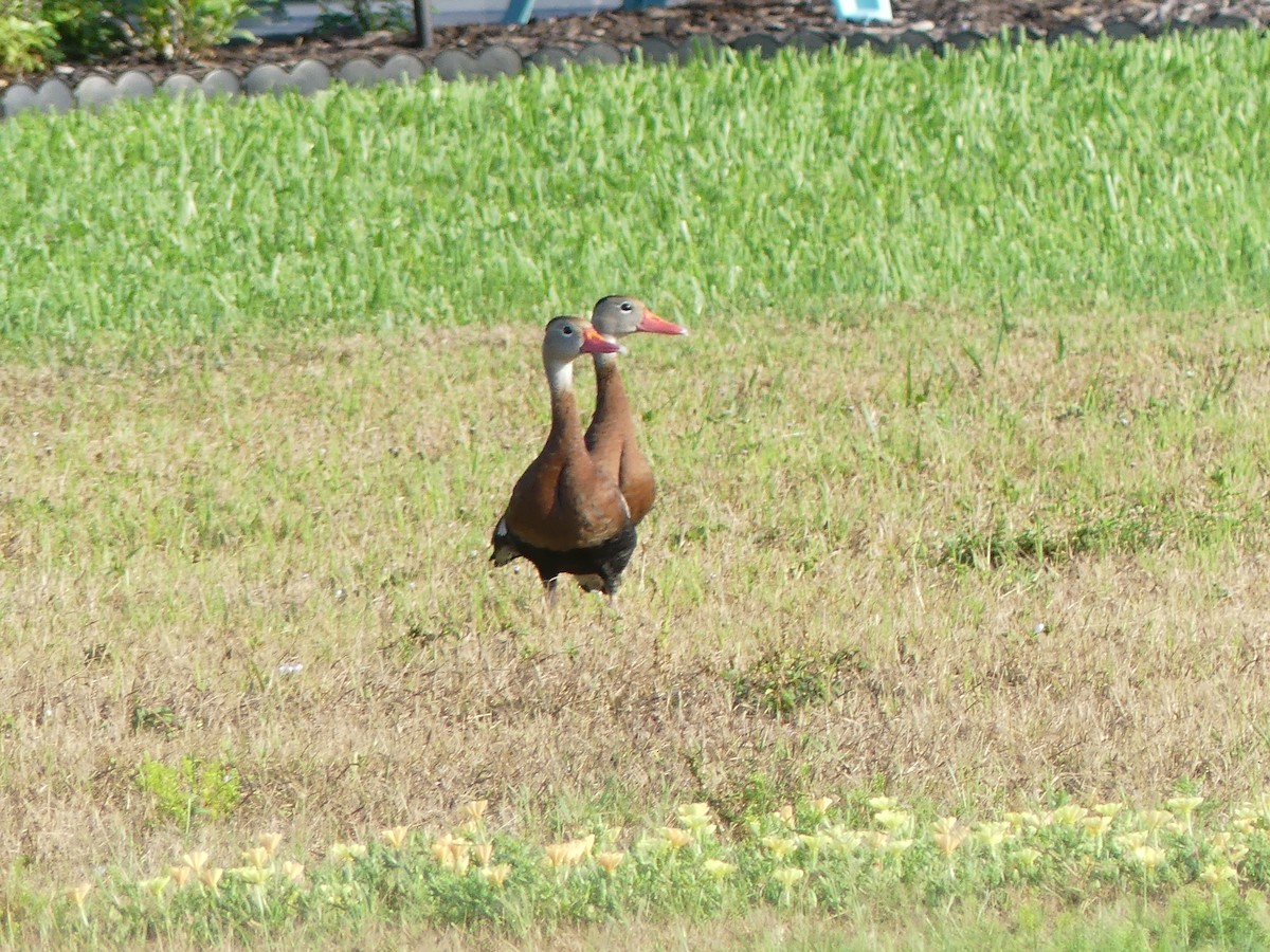 Black-bellied Whistling-Duck - Betty Holcomb