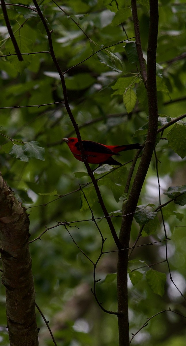Scarlet Tanager - ML619337717
