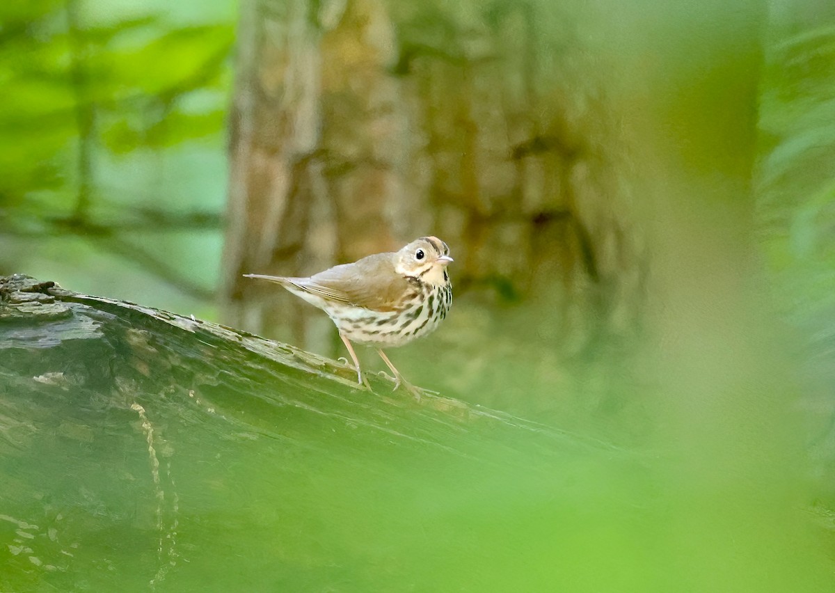 Ovenbird - Anir Bhat