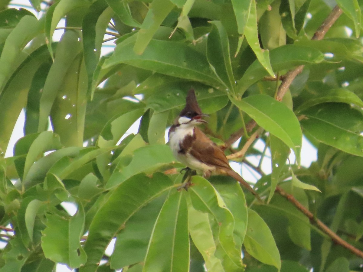 Red-whiskered Bulbul - Stuart Ling