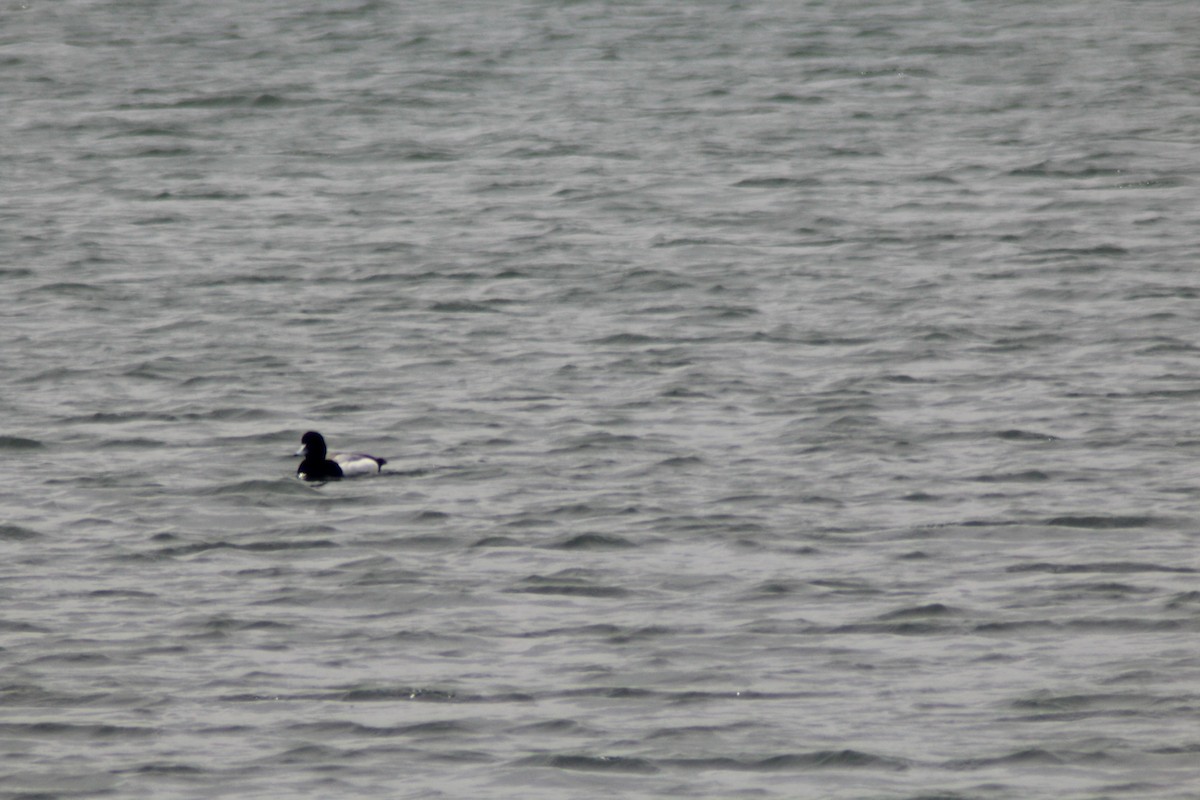 Greater Scaup - ML619337744